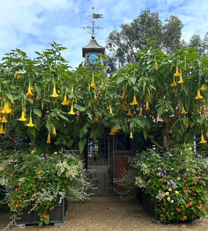 East Ruston Old Vicarage - Angel's Trumpets (Brugmansia )Print