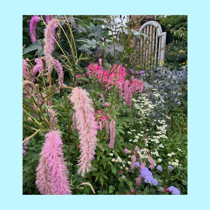 East Ruston Old Vicarage - Pretty in Pink - Print
